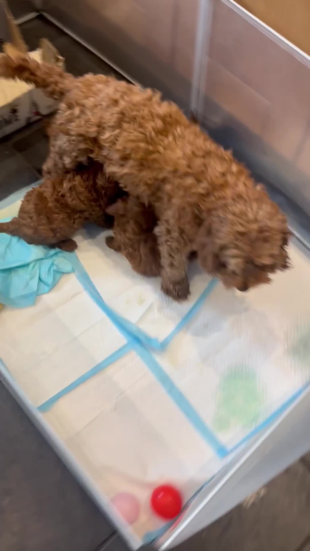Cockapoo dogs for sale: Stunning Deep Red F1B cockapoo in Guildford - Video 1