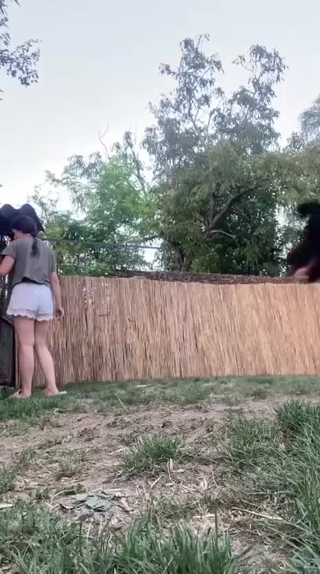 Mixed Breed dogs for adoption: Benny | Bouncy, Loving & Full of Puppy Joy 💜 - Video 4