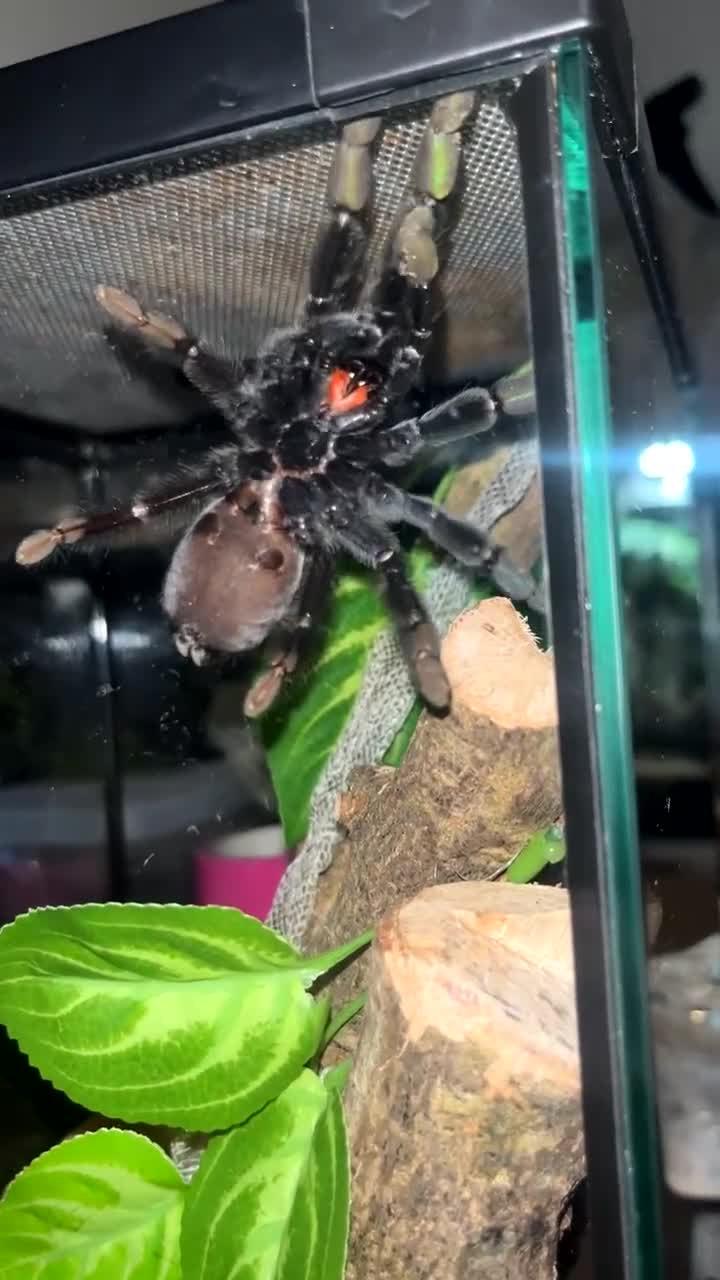 Tarantulas invertebrates for sale: Suntiger turantula  - Video 1