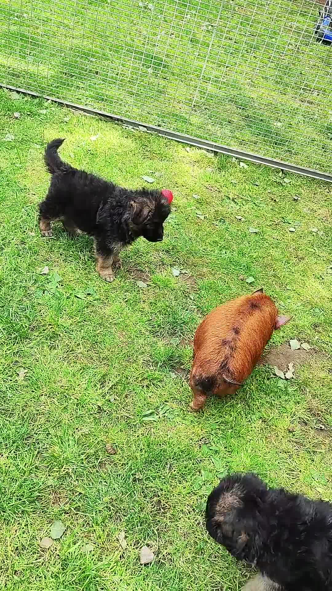 German Shepherd dogs for sale: Outstanding KC longhaired german shepherd puppies - Video 2