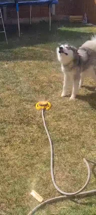 Alaskan Malamute dogs for sale: 1 year old female  - Video 1