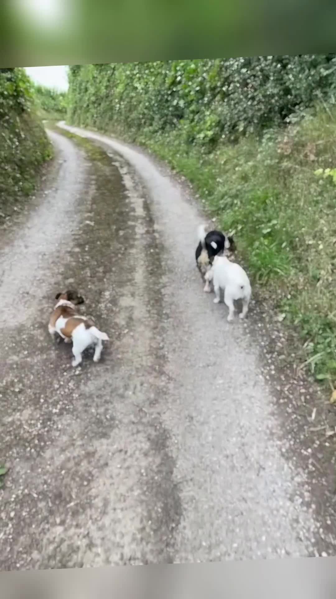 Jack Russell dogs for stud: Jack Russell Stud Available - Video 2