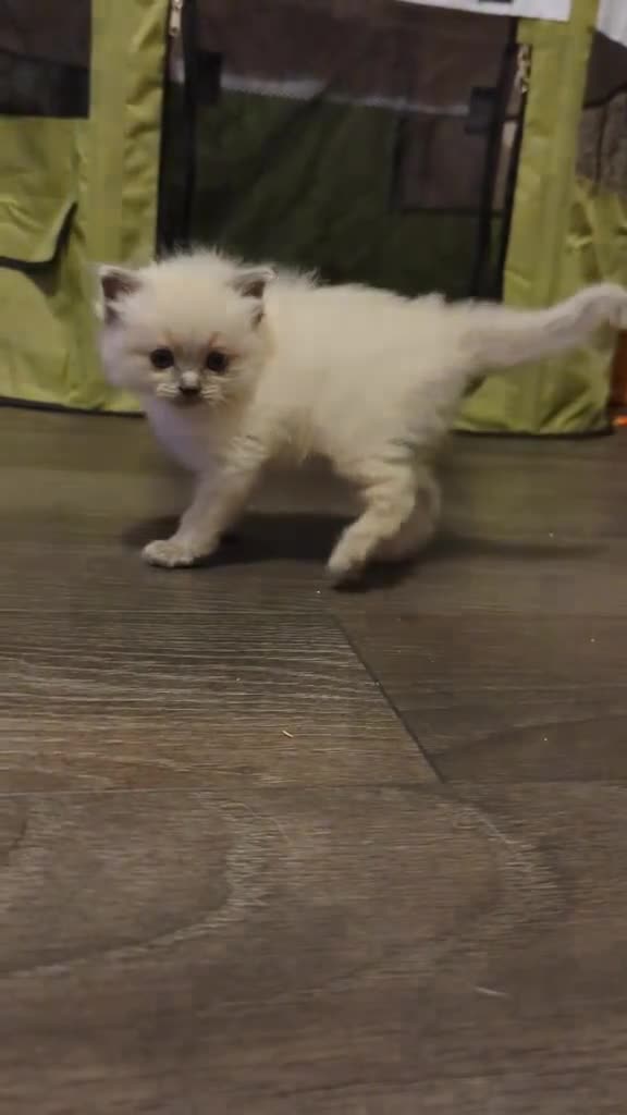 Ragdoll cats for sale: Solo the singleton 😻 - Video 2