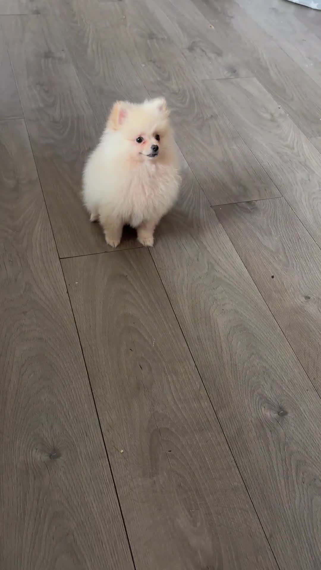 Pomeranian dogs for sale: ** Pomeranian Puppies 🐶🤍🐻🤎 - Video 1