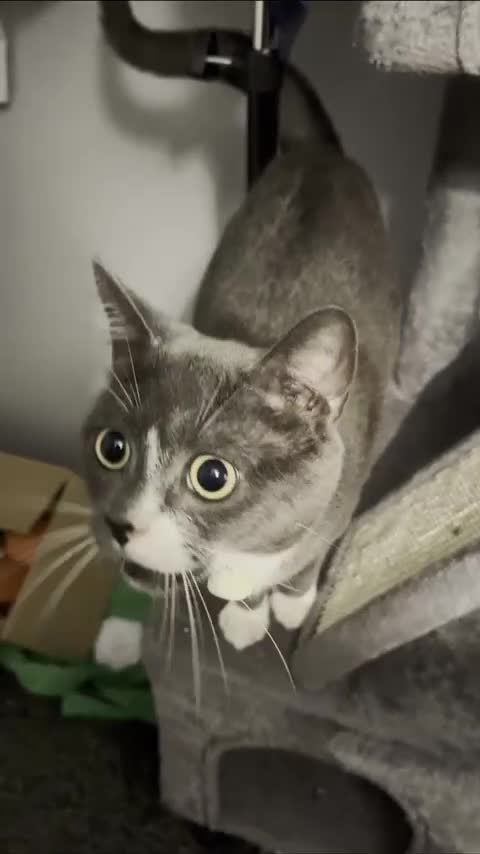 Domestic Shorthair cats for sale: Sandwich - Video 1