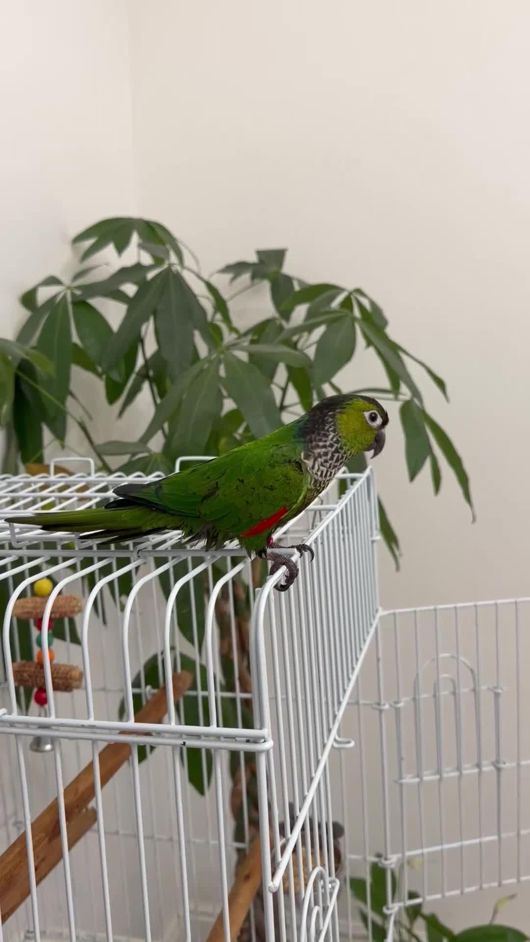 Conures birds for sale: Black capped conure -tamed  - Video 1