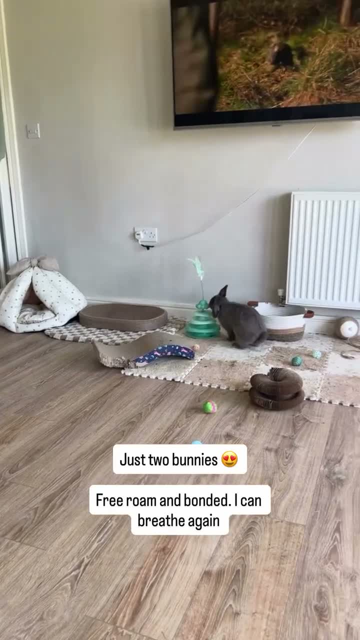 Mixed Breed rabbits for sale: Mum and son for sale  in Saint Columb - Video 1