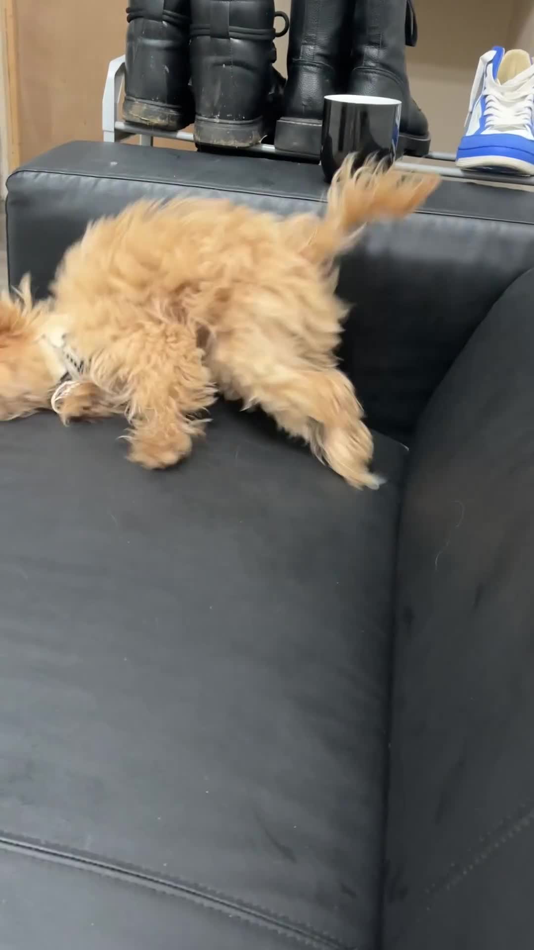 Maltipoo dogs for sale: A little Maltipoo is looking for a family 🐶💛 - Video 2