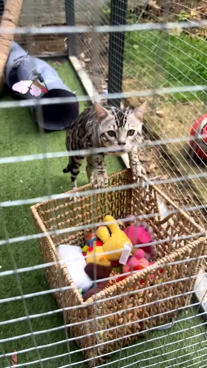 Bengal cats for sale: Male bengal cat  - Video 1