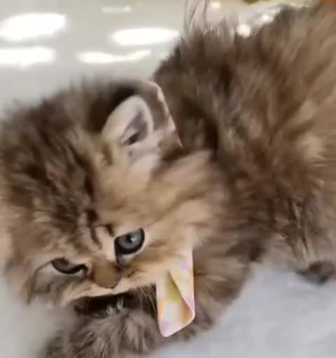 Persian cats for sale: Persian kittens  - Video 1