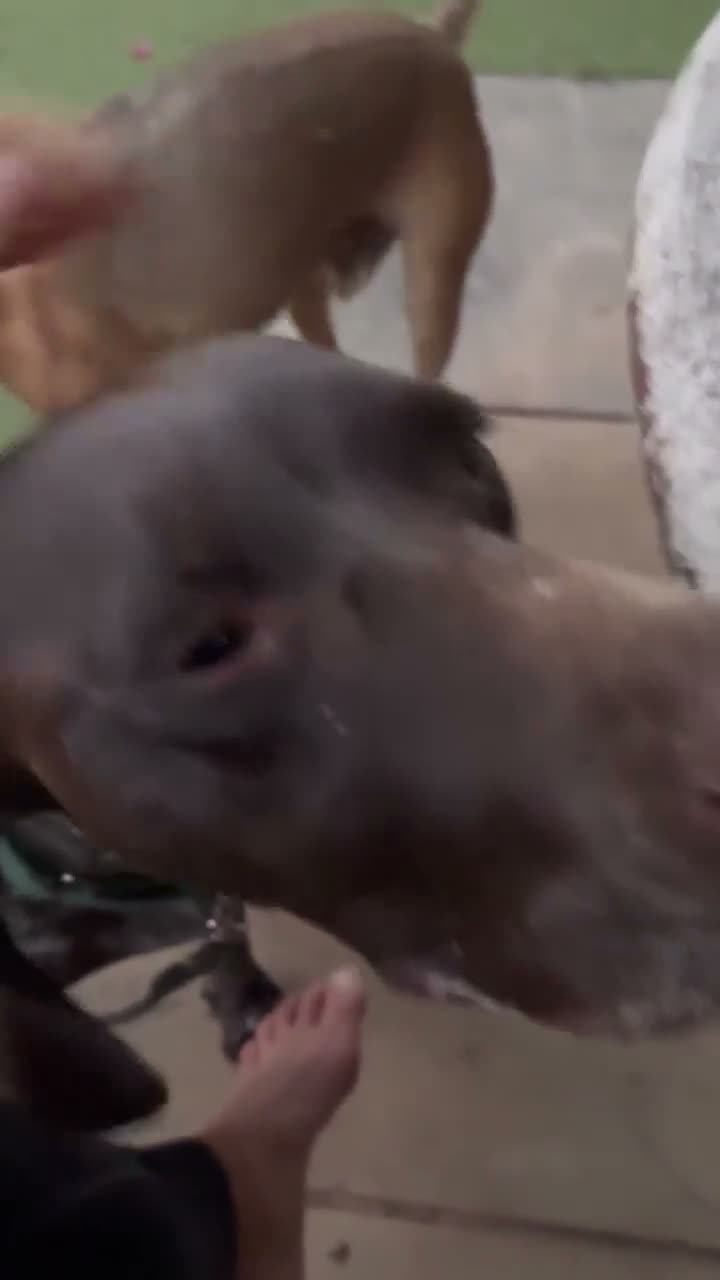 German Shorthaired Pointer dogs for adoption: Roza is looking for her forever home  in Hemel Hempstead - Video 3