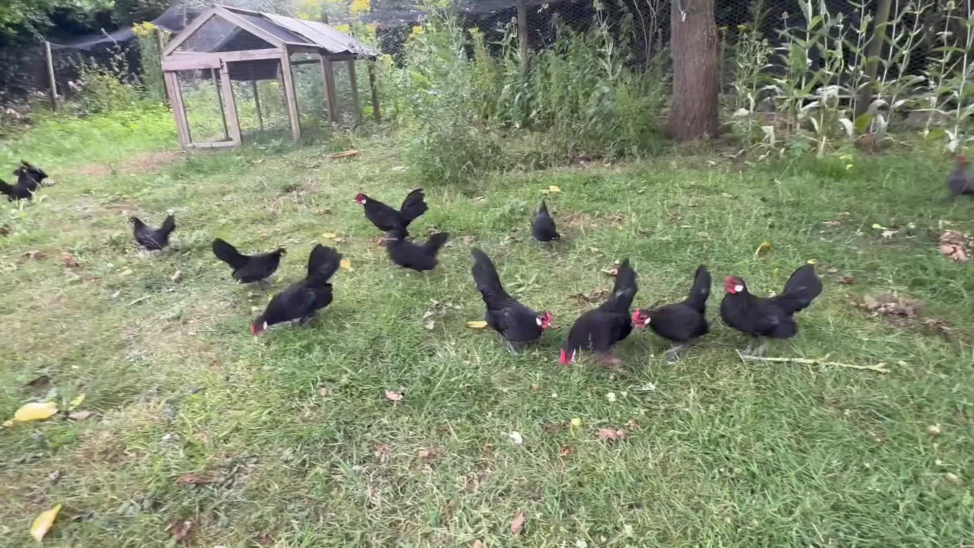 Chickens poultry for sale: Black Rosecomb Bantam pairs for sale  - Video 1