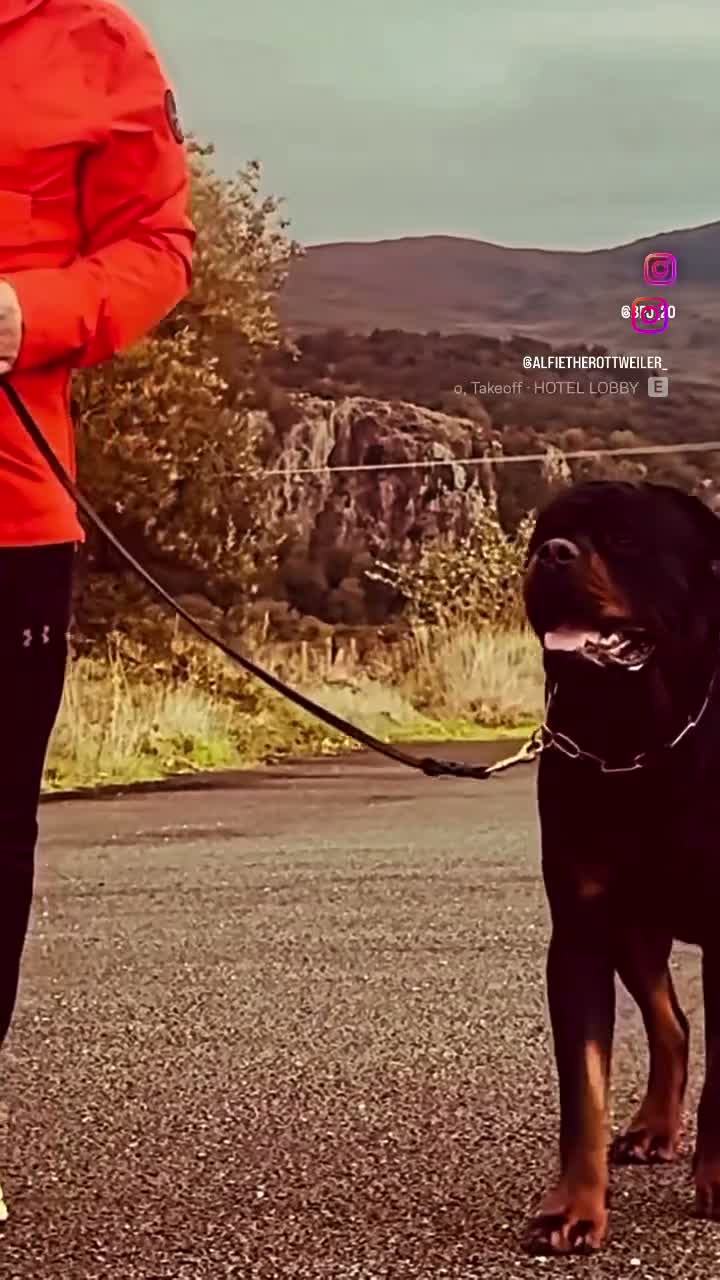 Rottweiler dogs for stud: Alfie  - Video 2