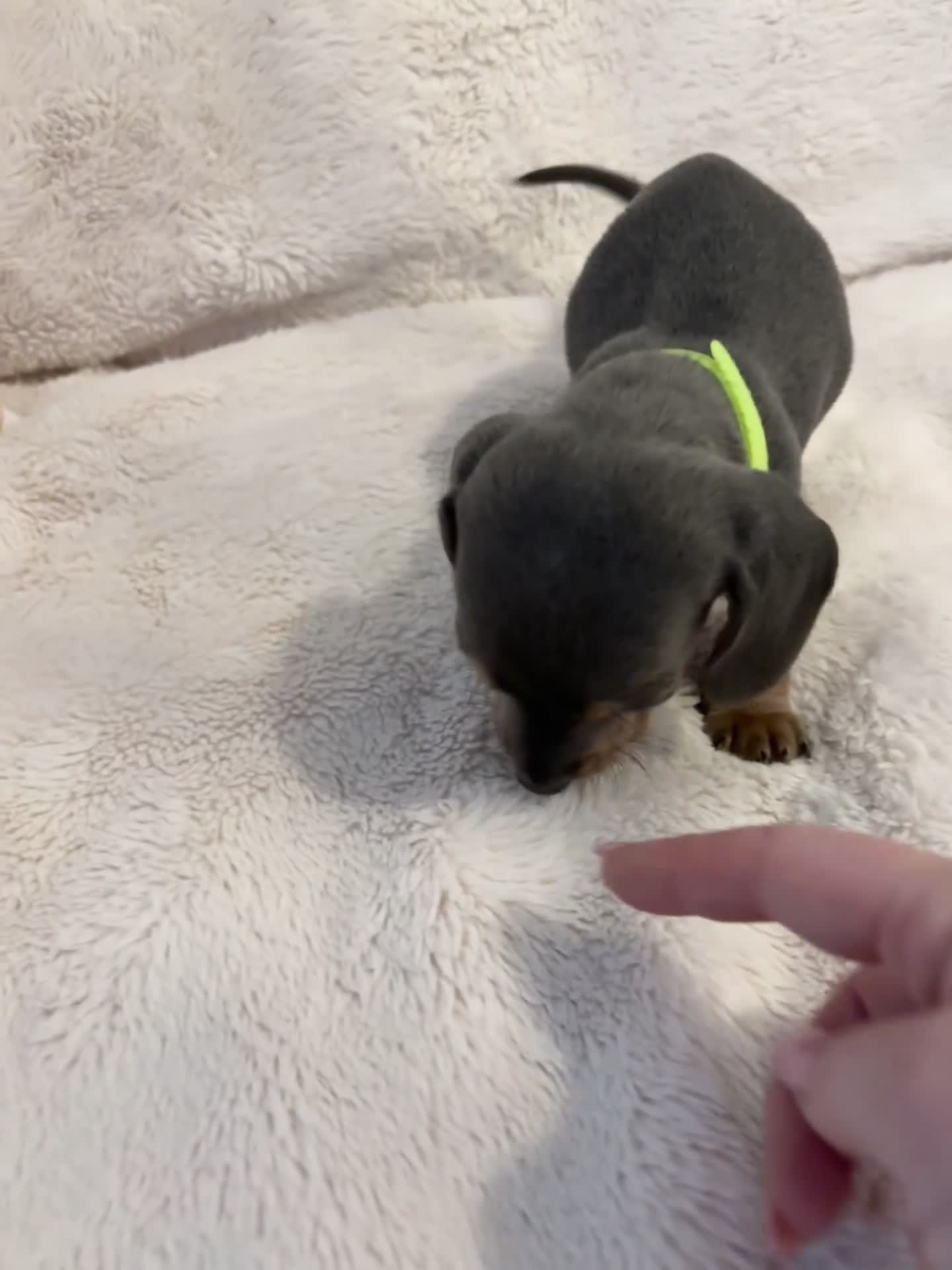 Miniature Dachshund dogs for sale: KC Registered Mini Dachunds Blues and Isabelle’s - Video 1