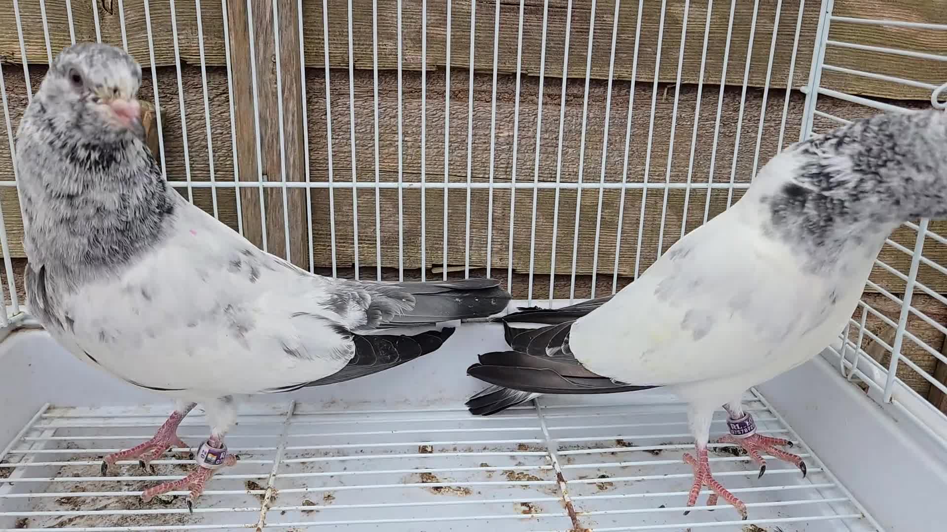 Mixed Breed birds for sale: For sale  in Greenford - Video 5