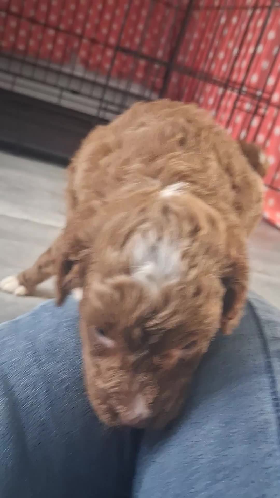 Cockapoo dogs for sale: ** BEAUTIFUL LITTER OF COCKAPOOS ** - Video 3