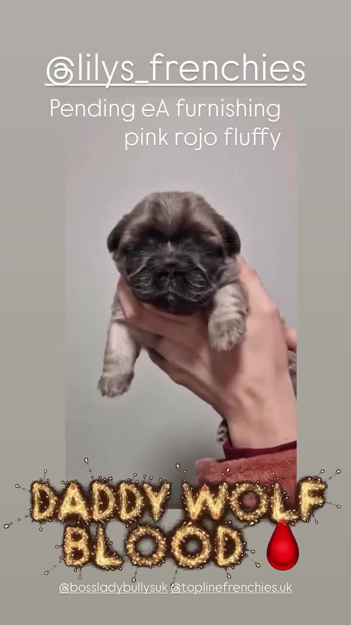 French Bulldog dogs for sale: Teddy Bear Floodle +Full Visual Fluffies  in Liverpool - Video 3