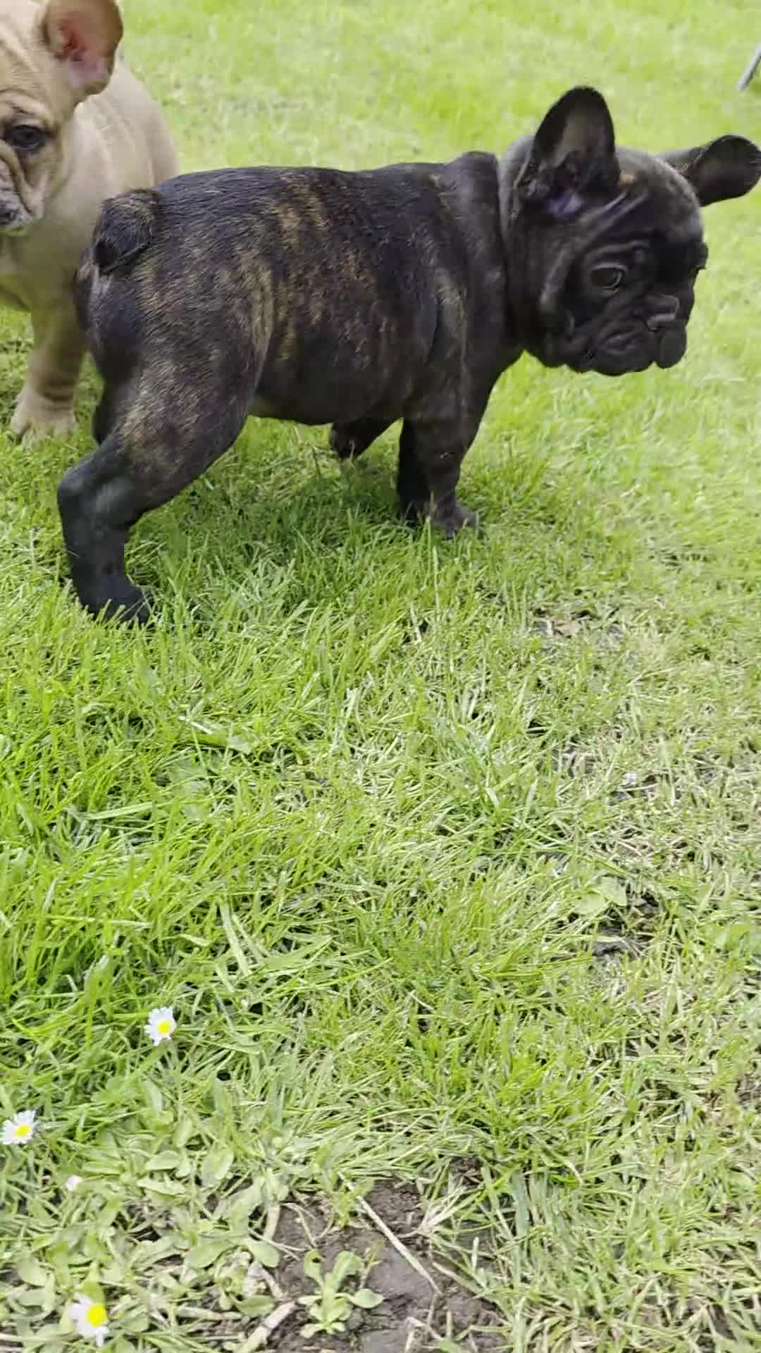 French Bulldog dogs for sale: "Last French Bulldog Puppy Available – Ready Now - Video 1
