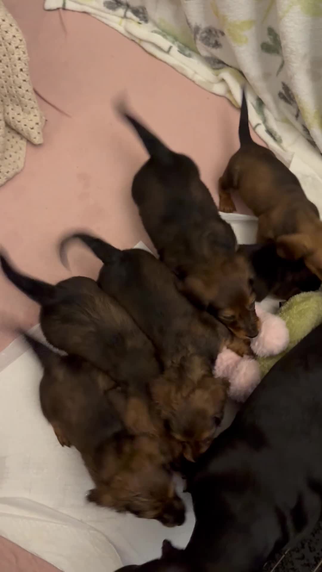 Dachshund dogs for sale: LONG HAIRED DACHSHUND PUPPIES - Video 1