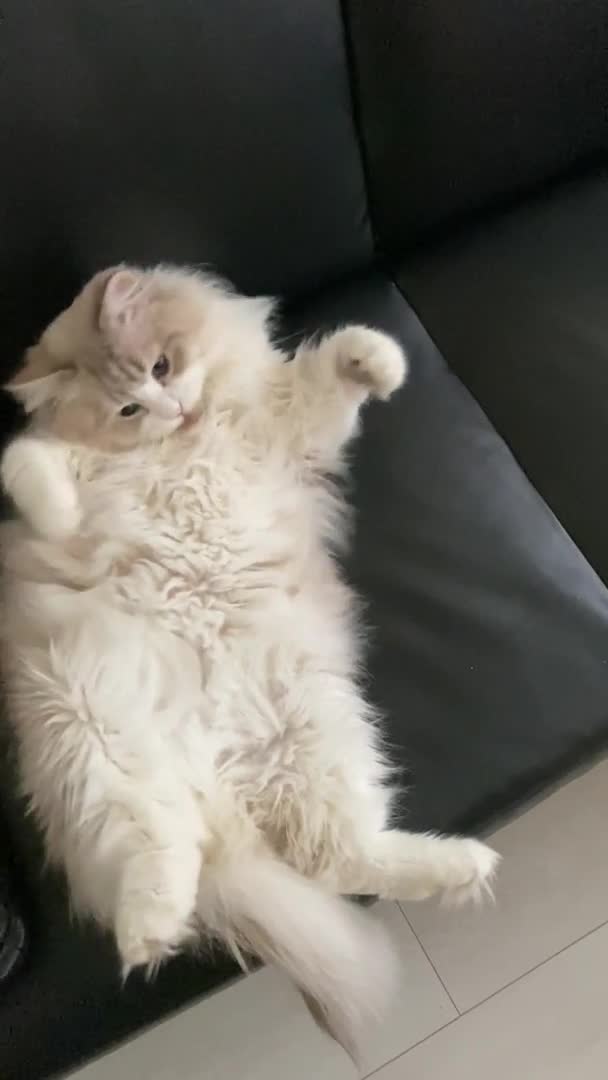 Siberian cats for stud: Grand Champion siberian stud service in London - Video 5