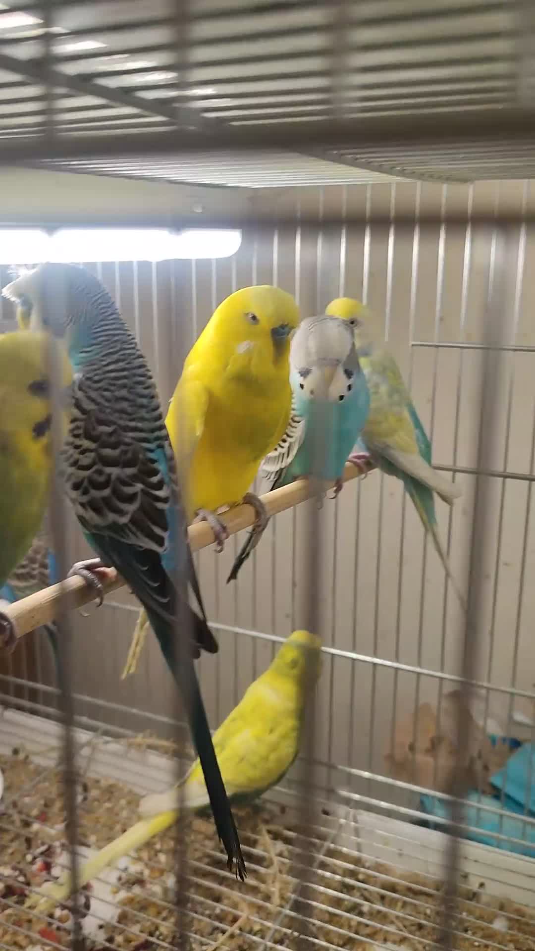 Budgerigars birds for sale: Budgies  in London - Video 2