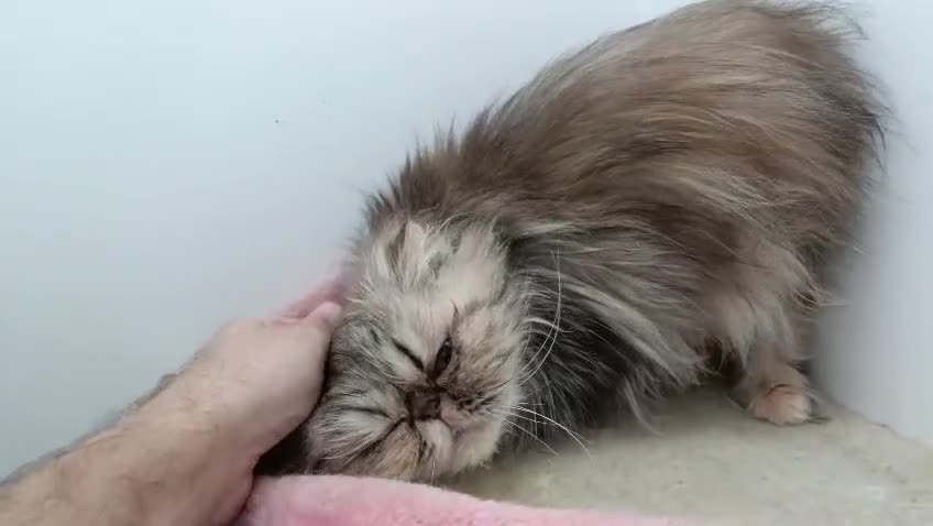 Persian cats for sale: 2 Persians looking for new homes in Stoke-on-Trent - Video 1