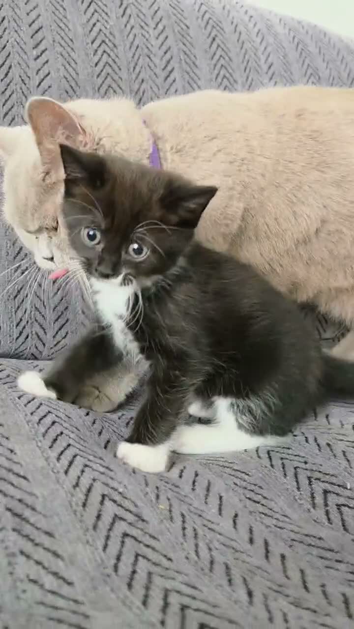 Mixed Breed cats for sale: BSH mixed kittens - Video 2
