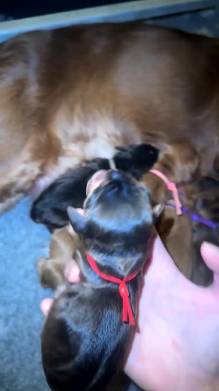 Cocker Spaniel dogs for sale: KC Reg Show Cocker Spaniel Puppies  - Video 3