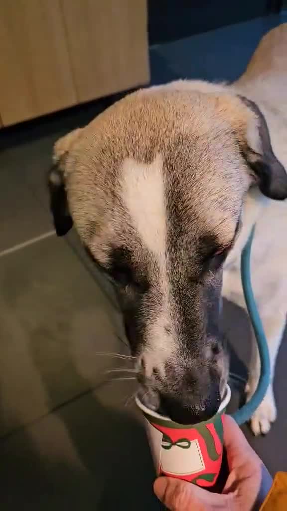 Mixed Breed dogs for adoption: Sadie – 11 months old, Female, Mixed Breed Pup - Video 1