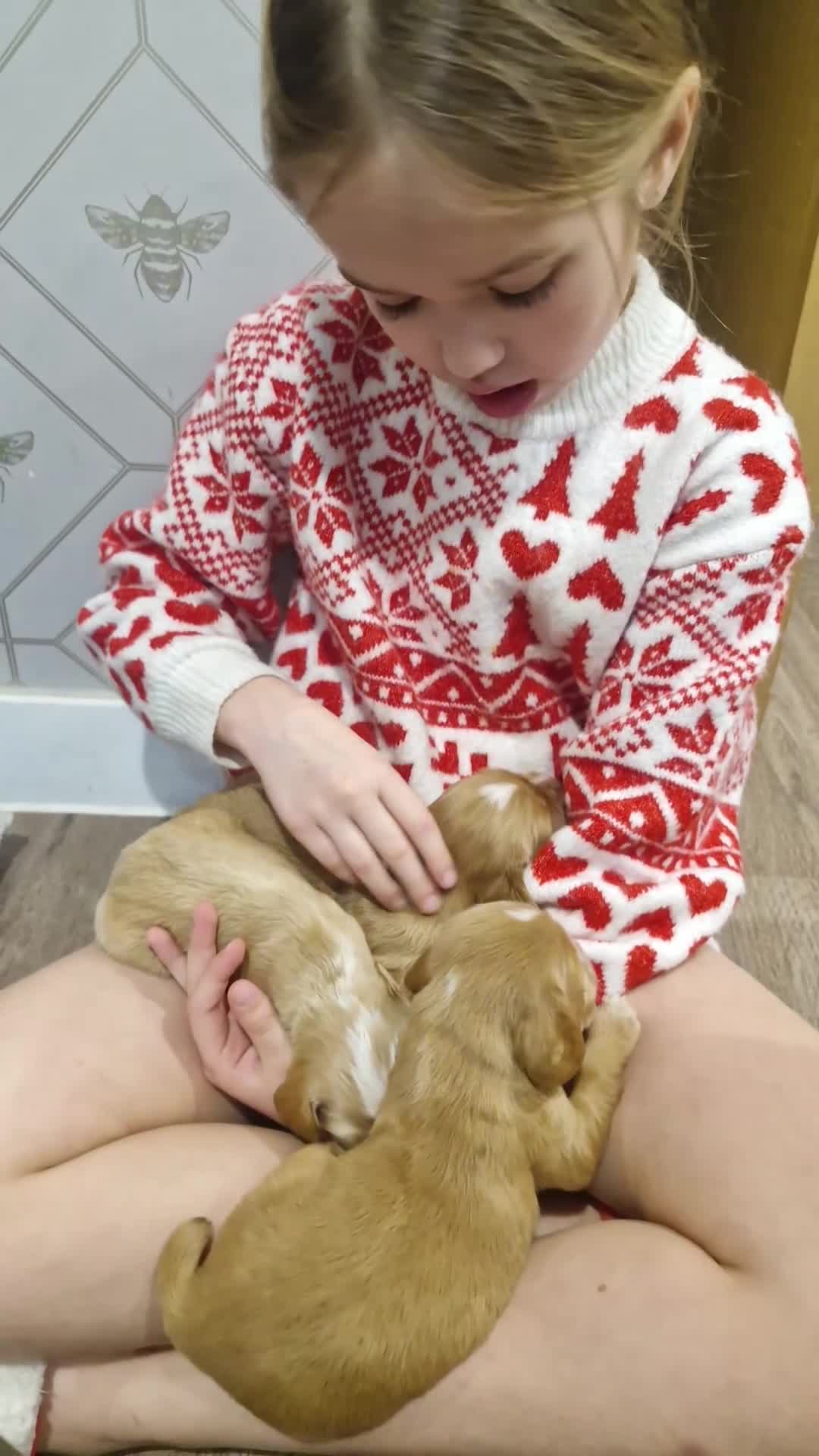 Cocker Spaniel dogs for sale: Golden working Cocker spaniels - Video 1