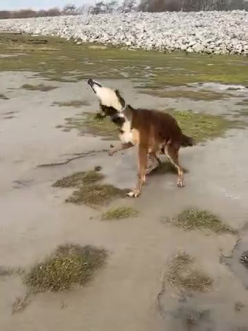 Saluki dogs for sale: Chase - outdoor working dog - Video 1