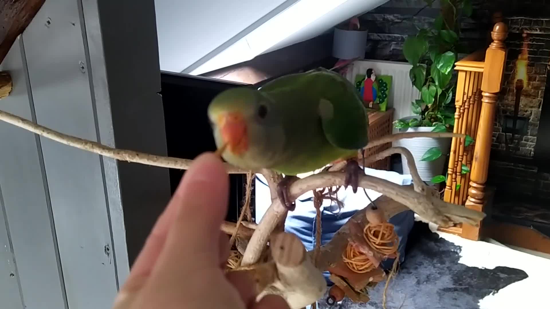 Parrots birds for sale: Two Hand tamed Baraband parrot DNA sexed  - Video 3