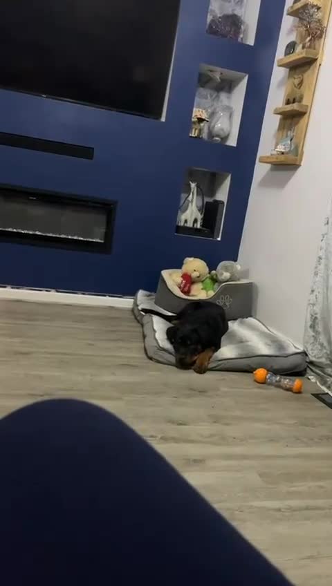 Rottweiler dogs for sale: Seeking a Forever Home Libby 1-Year-Old Rottweiler - Video 2