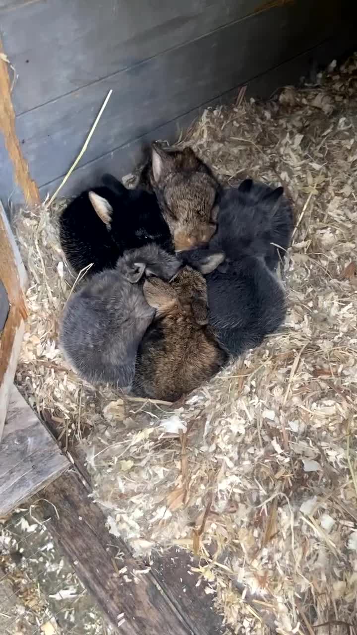 Mixed Breed rabbits for sale: Beautiful Lop Cross Baby Bunnies for sale  in Ferndown - Video 1