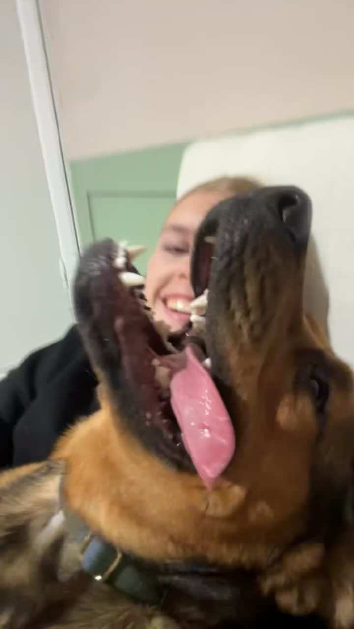 Mixed Breed dogs for sale: Jasper german shepherd cross - Video 5