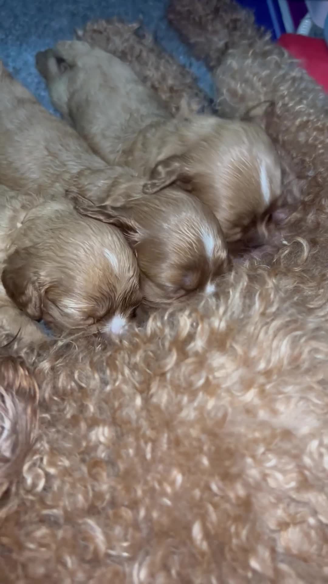 Cavapoo dogs for sale: SUPER EXTENSIVELY HEALTH TESTED 200+ DNA CLEAR 🐶 - Video 1