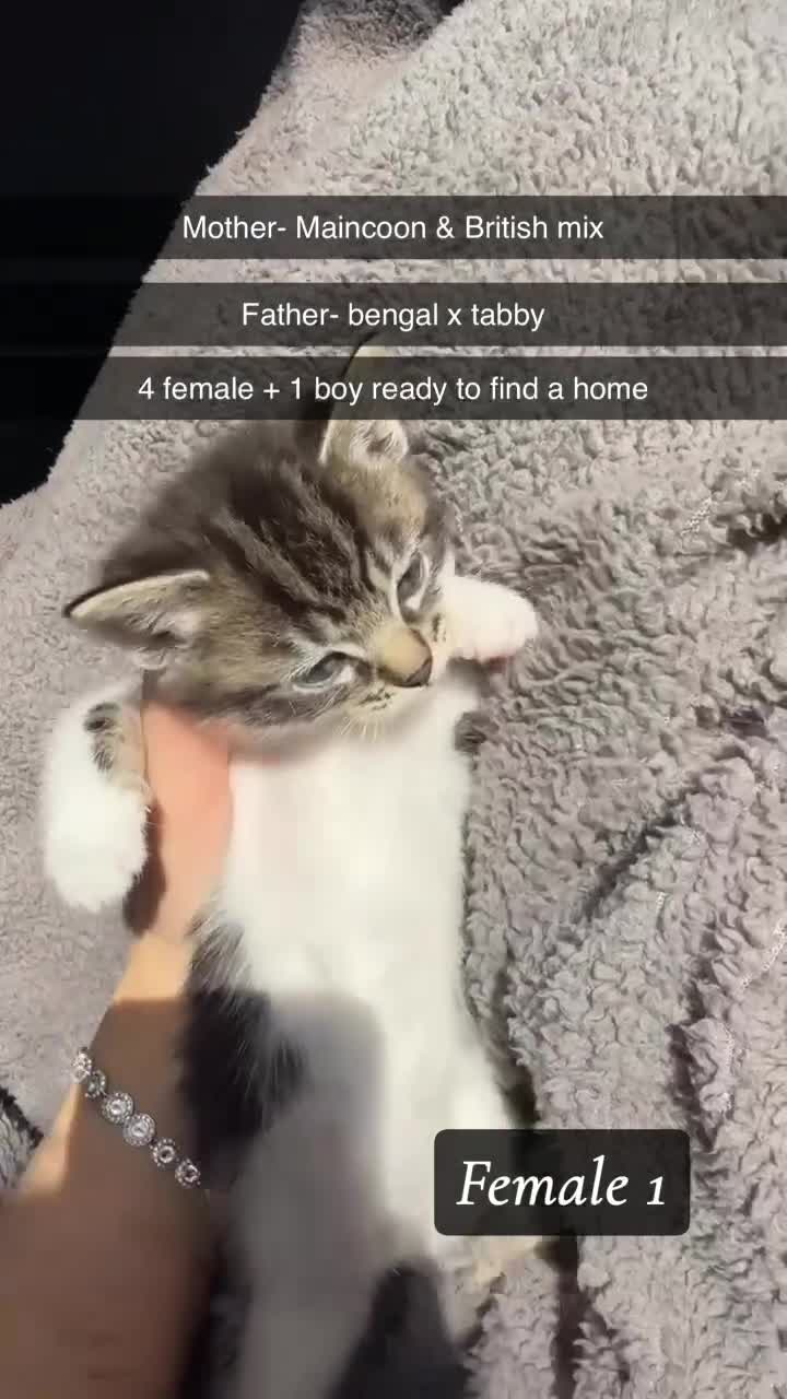 Mixed Breed cats for sale: Bengal, tabby x maincoon, British litter available in Brentford - Video 1