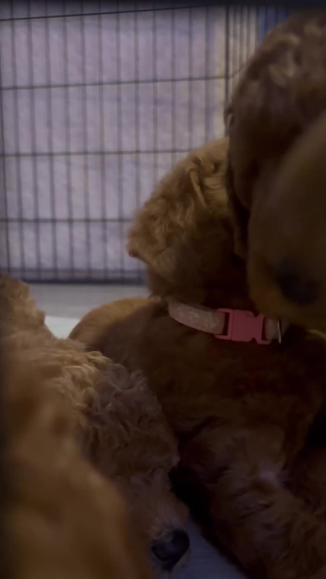 Labradoodle dogs for sale: 🐾AVAILABLE TO VIEW! - Fox Red Labradoodle Pups 🐾 - Video 3