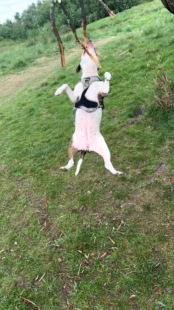 Mixed Breed dogs for sale: staffy cross.  in Newcastle - Video 1