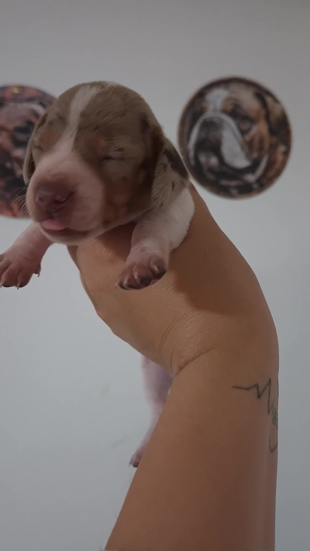 Miniature Dachshund dogs for sale: Amazing Miniature Dachshund puppies  - Video 3