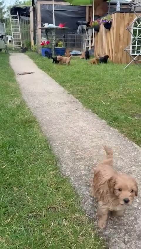 Cockapoo dogs for sale: Stunning Cockapoo Puppies - Video 3