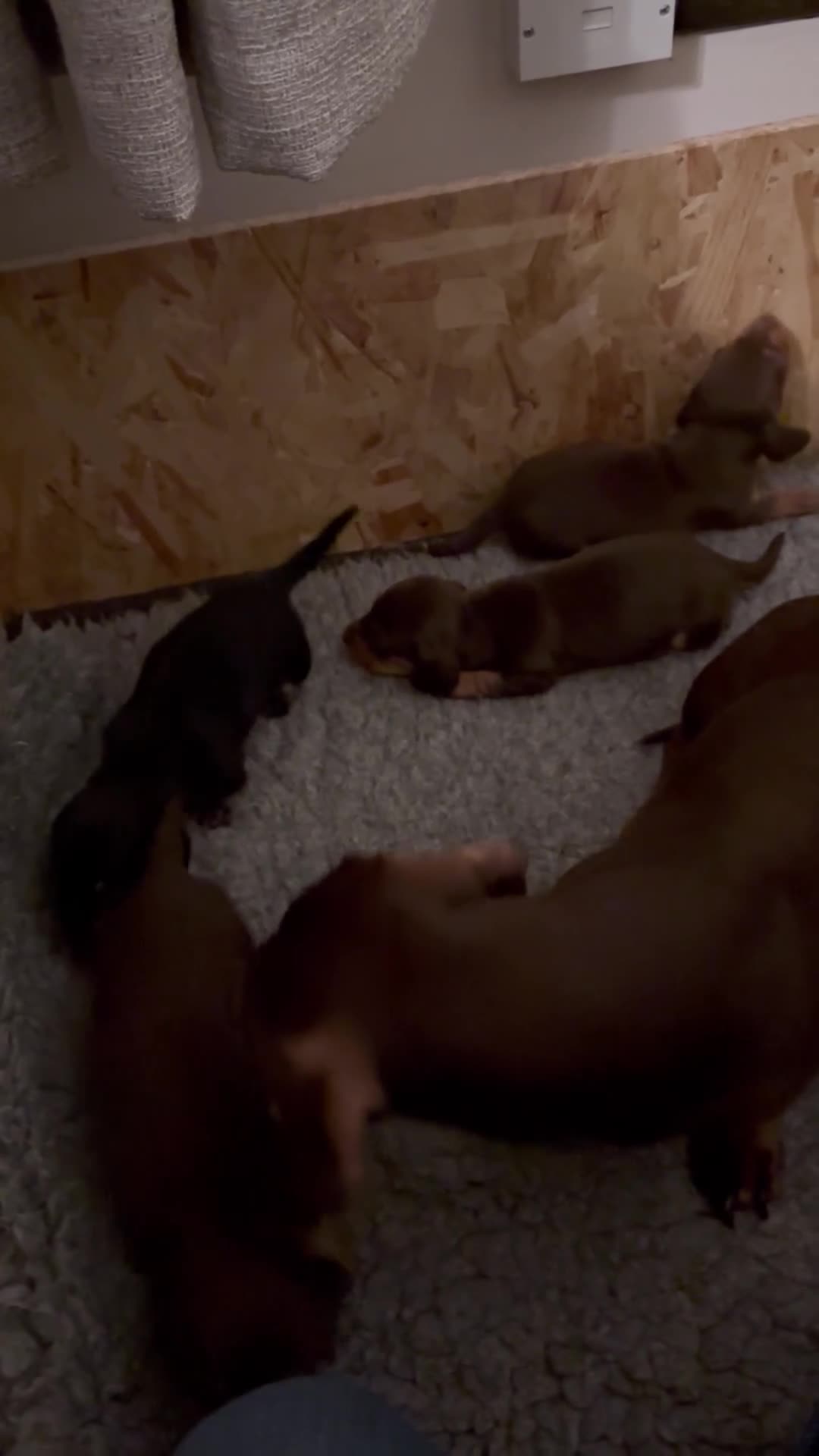 Miniature Dachshund dogs for sale: KC registered miniature smooth haired dachshunds in Salisbury - Video 1