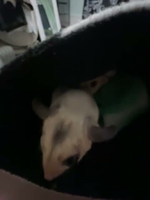 Sugar Glider rodents for sale: 2 female sugar gliders in Falmouth - Video 1