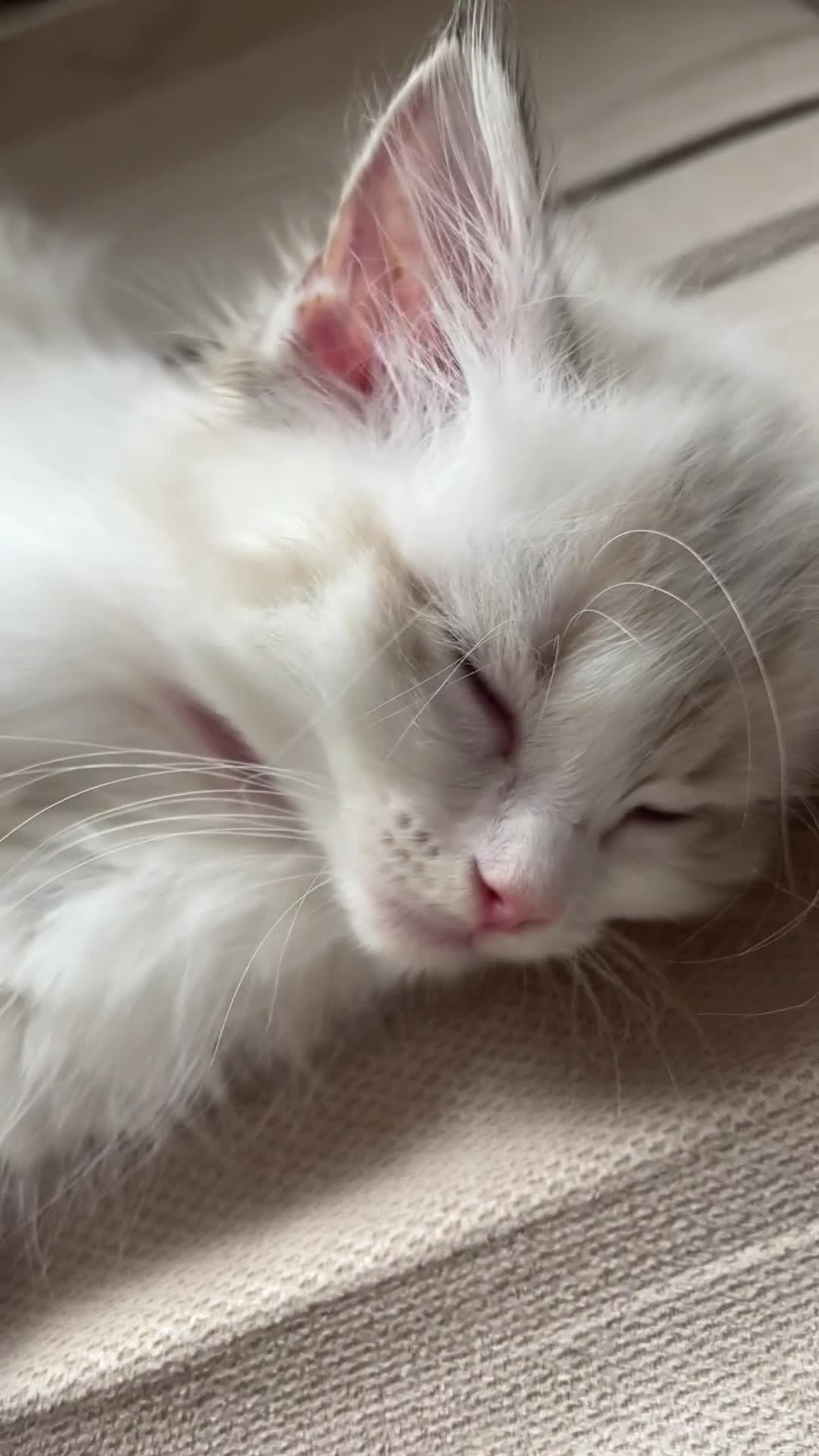 Ragdoll cats for sale: ✨ Gorgeous Ragdoll Kittens ✨ - Video 1