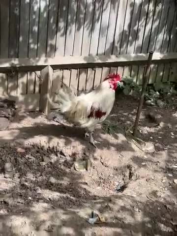 Mixed Breed poultry for sale: Handsome cockerel  - Video 1