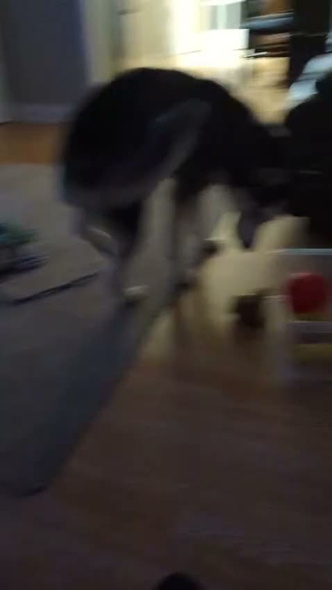 Siberian Husky dogs for sale: Siberian Husky 2 years old - Video 1