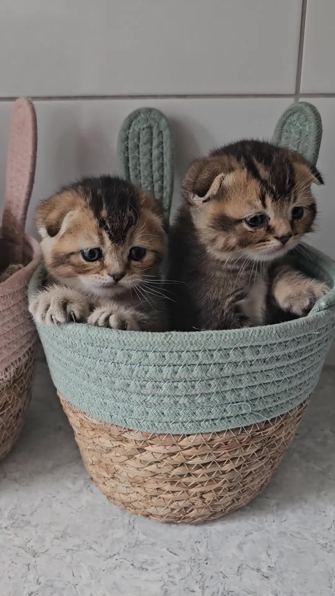 Scottish Fold cats for sale: Stunning rare colour Scottish Fold Kittens.  - Video 3