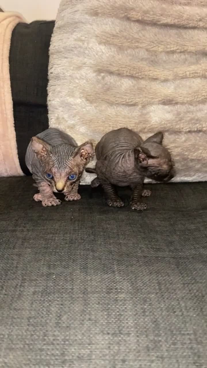 Sphynx cats for sale: Two Male Sphynx Kittens 🐾 - Video 1