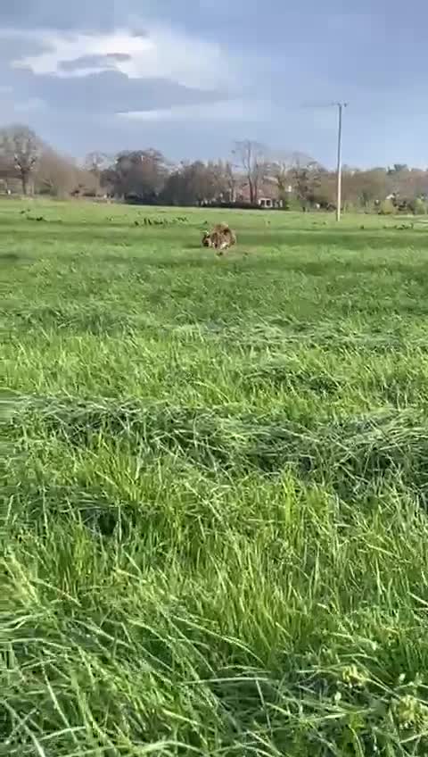 Chow Chow dogs for stud: BEAR the only solid lilac smooth boy in the UK - Video 1