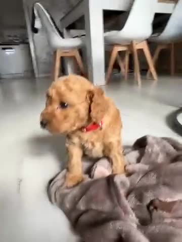 Cockapoo dogs for sale: Beautiful Cockapoo Puppies - Video 1